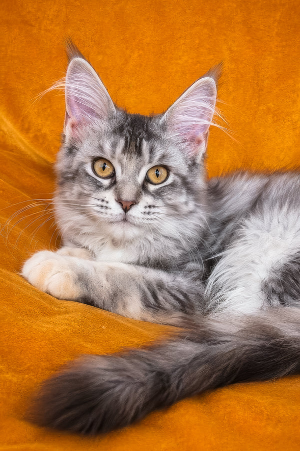 Gemma | Maine Coon Kitten