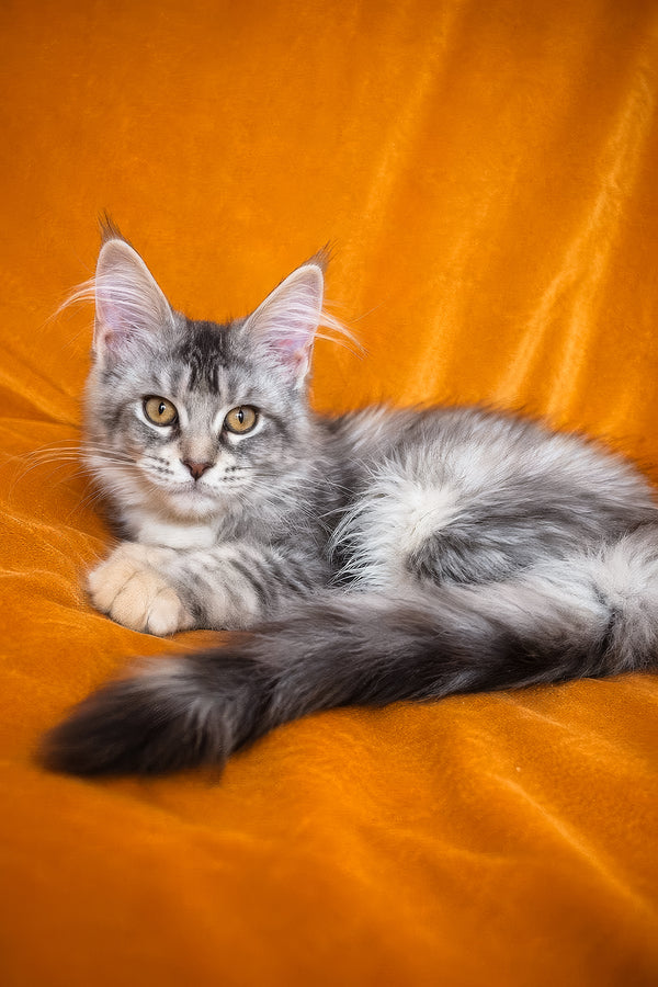 Gemma | Maine Coon Kitten