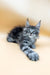 Gerasim | Maine Coon Kitten