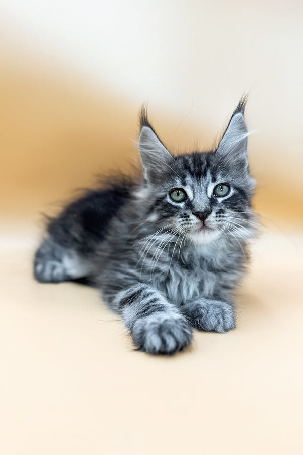 Gerasim | Maine Coon Kitten