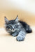 Gerasim | Maine Coon Kitten