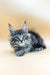 Gerasim | Maine Coon Kitten