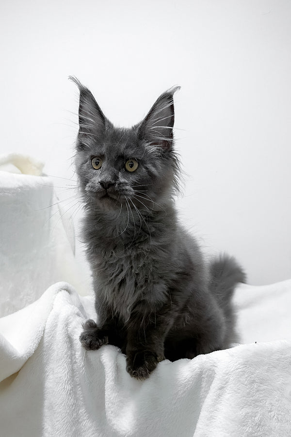 Gino | Polydactyl Maine Coon Kitten