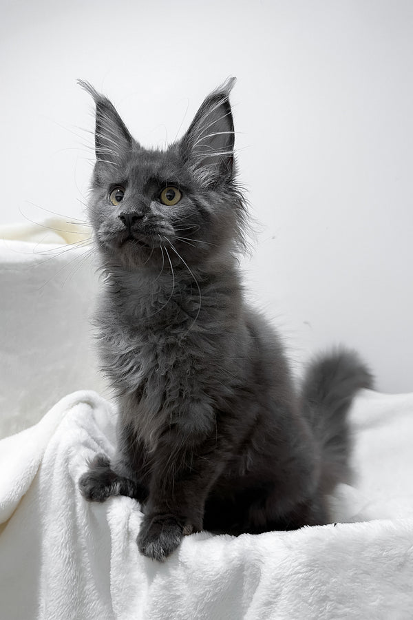 Gino | Polydactyl Maine Coon Kitten