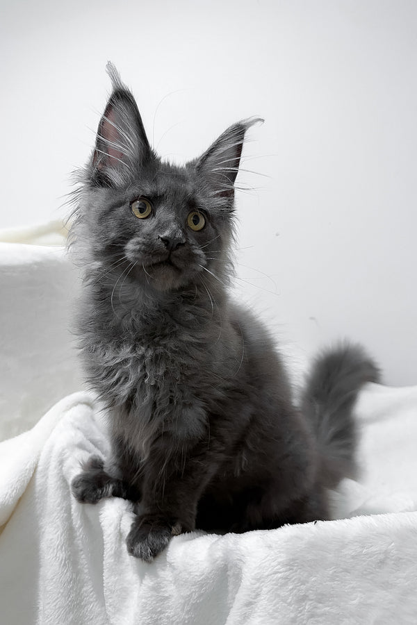 Gino | Polydactyl Maine Coon Kitten