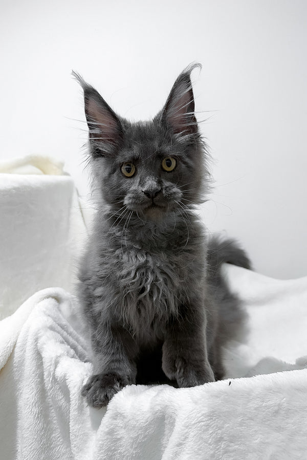 Gino | Polydactyl Maine Coon Kitten