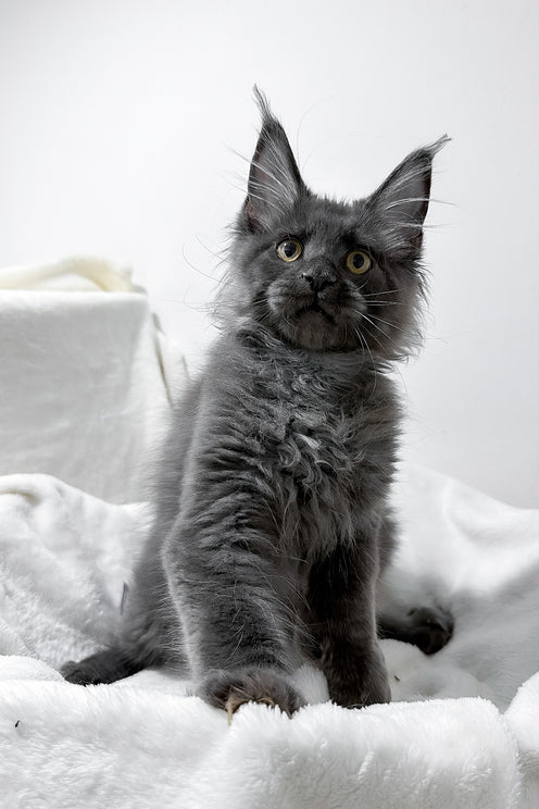 Gino | Polydactyl Maine Coon Kitten