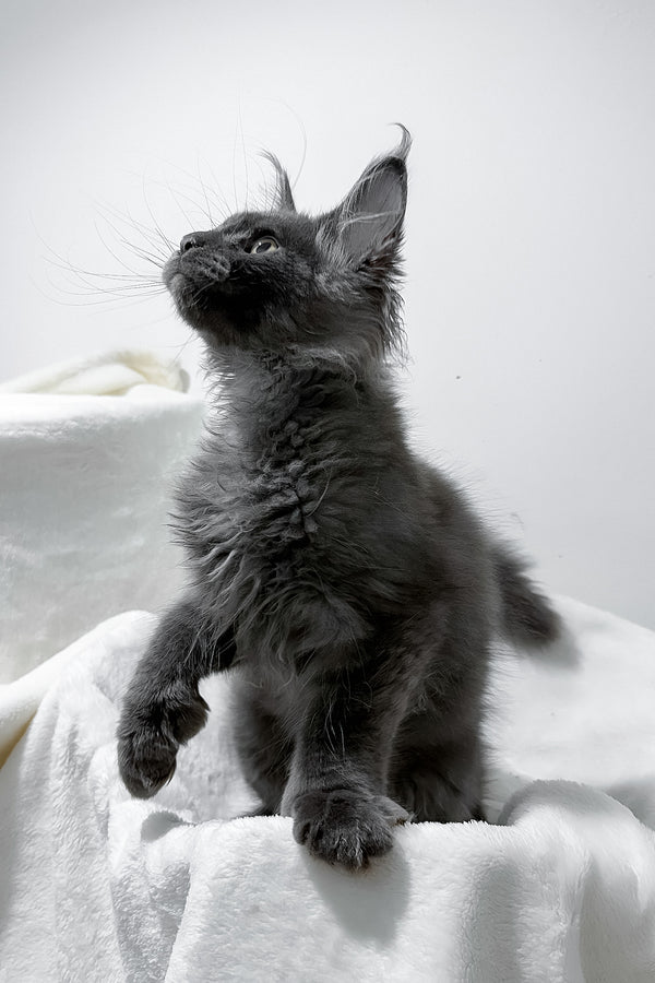 Gino | Polydactyl Maine Coon Kitten