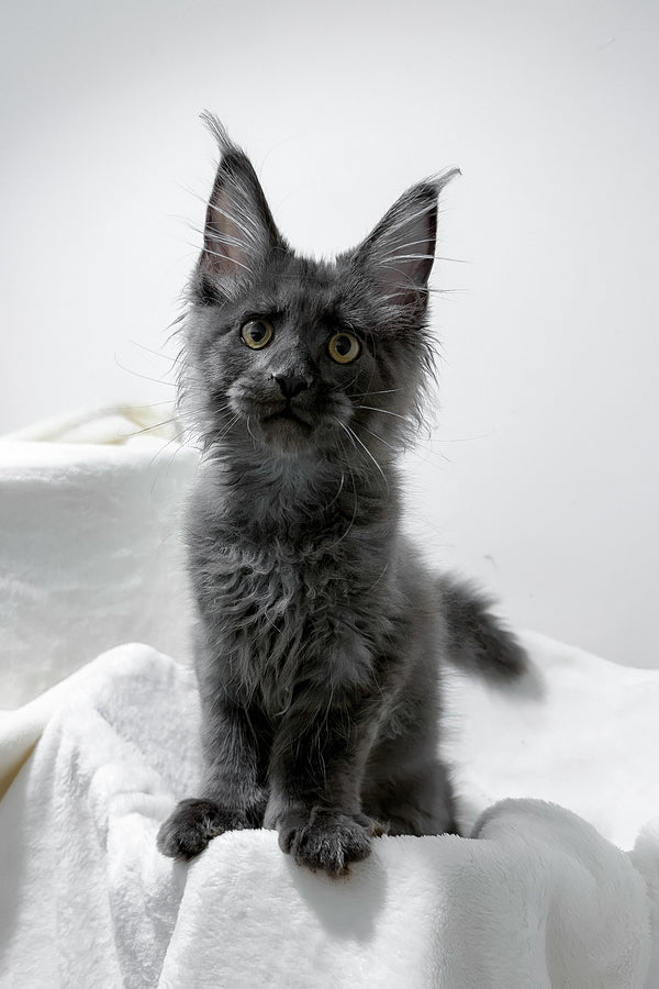 Gino | Polydactyl Maine Coon Kitten