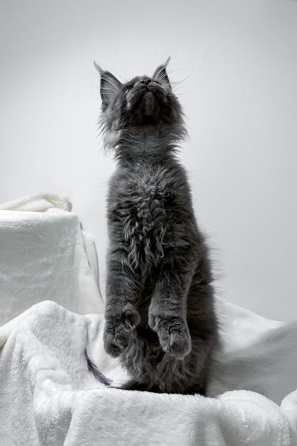 Gino | Polydactyl Maine Coon Kitten