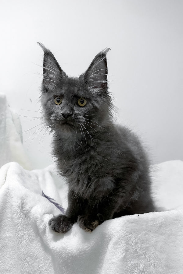 Gino | Polydactyl Maine Coon Kitten
