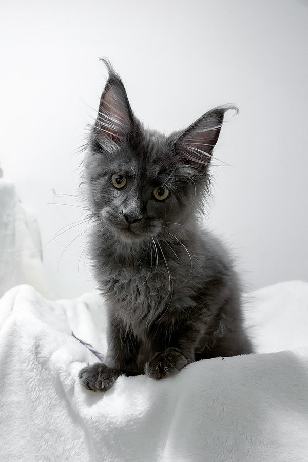 Gino | Polydactyl Maine Coon Kitten
