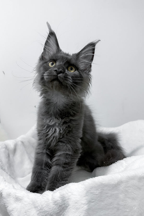 Gino | Polydactyl Maine Coon Kitten