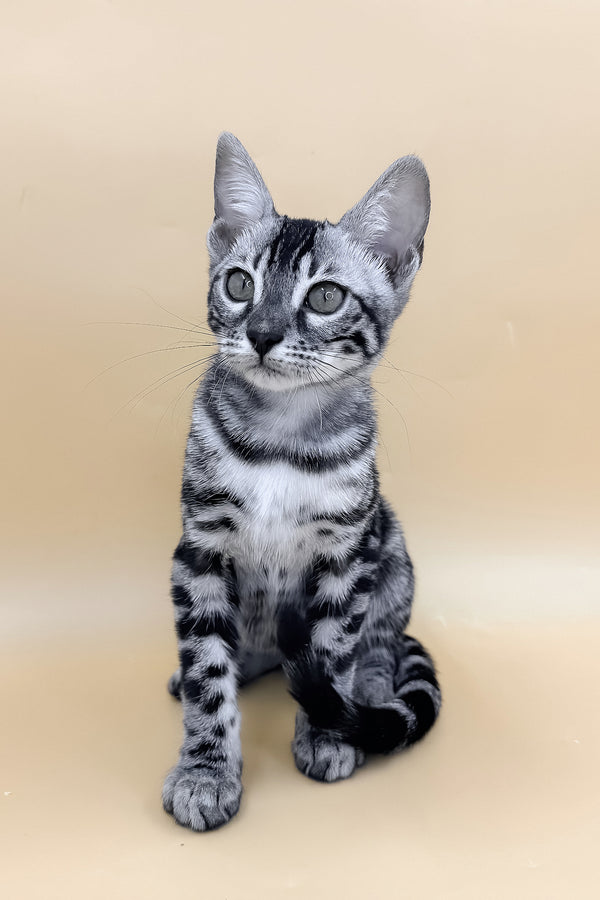 Giselle | Bengal Kitten
