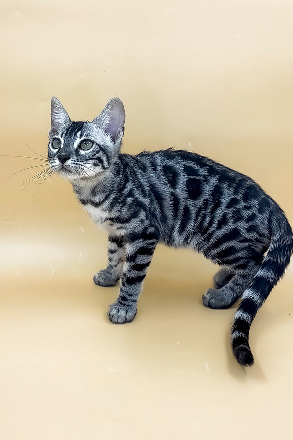 Giselle | Bengal Kitten
