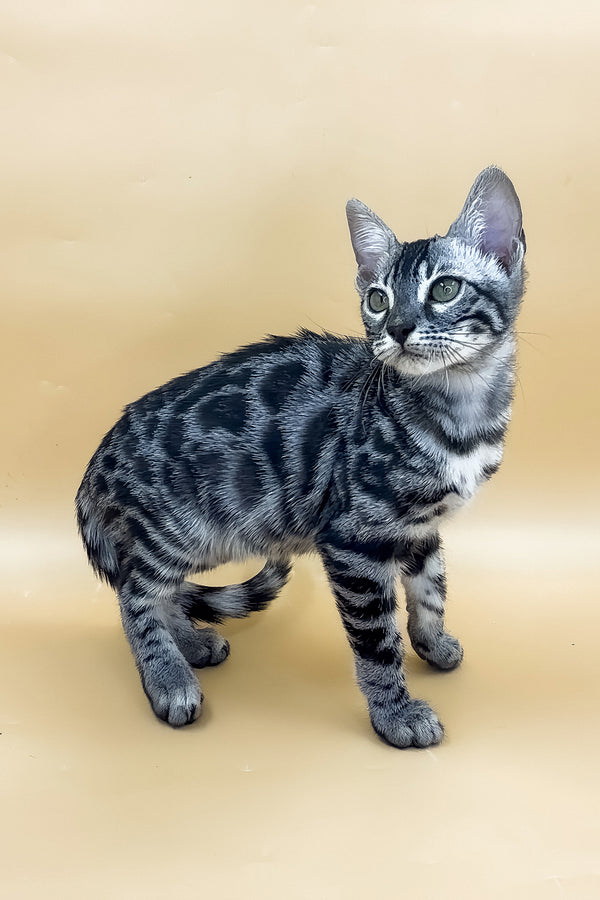 Giselle | Bengal Kitten