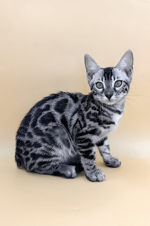 Giselle | Bengal Kitten