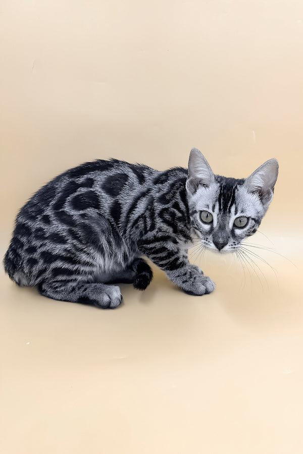 Giselle | Bengal Kitten