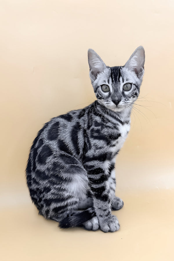 Giselle | Bengal Kitten