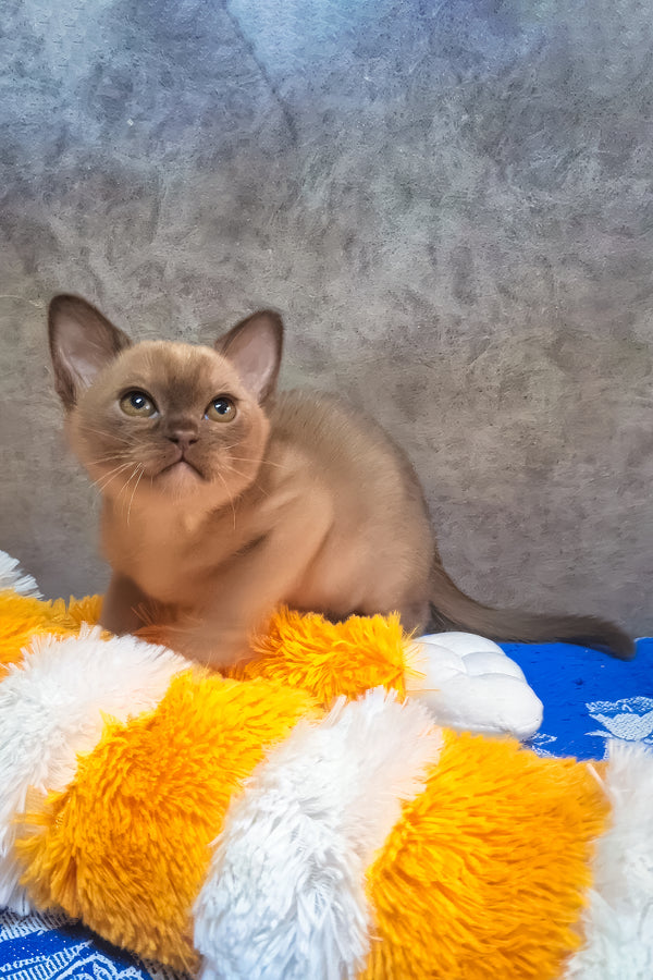 Graf | Burmese Kitten