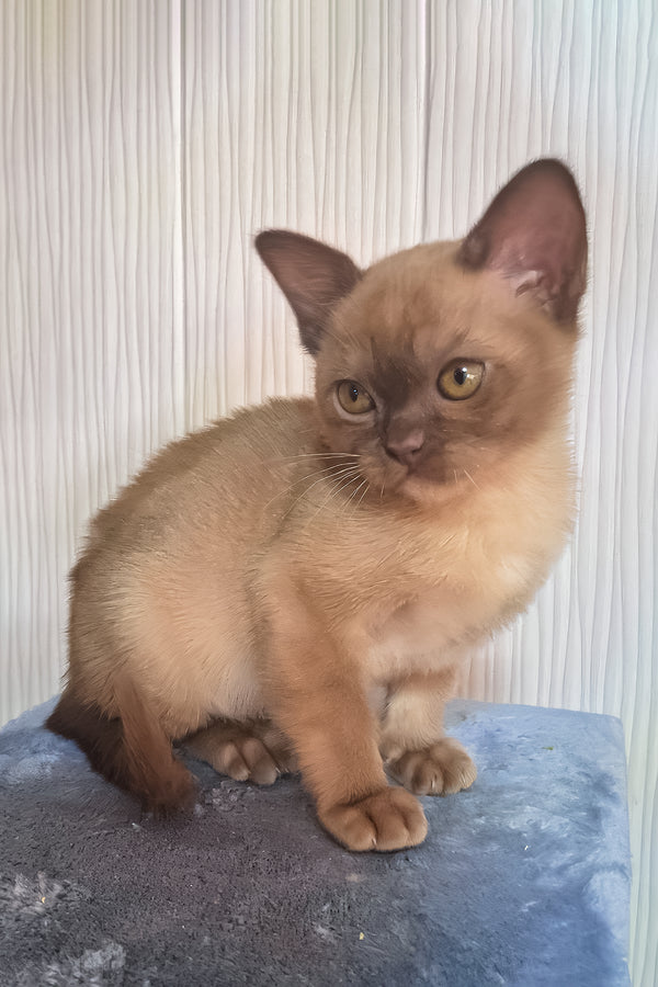 Graf | Burmese Kitten