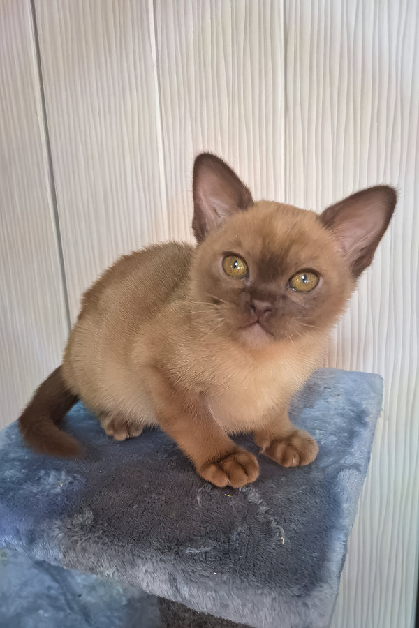 Graf | Burmese Kitten