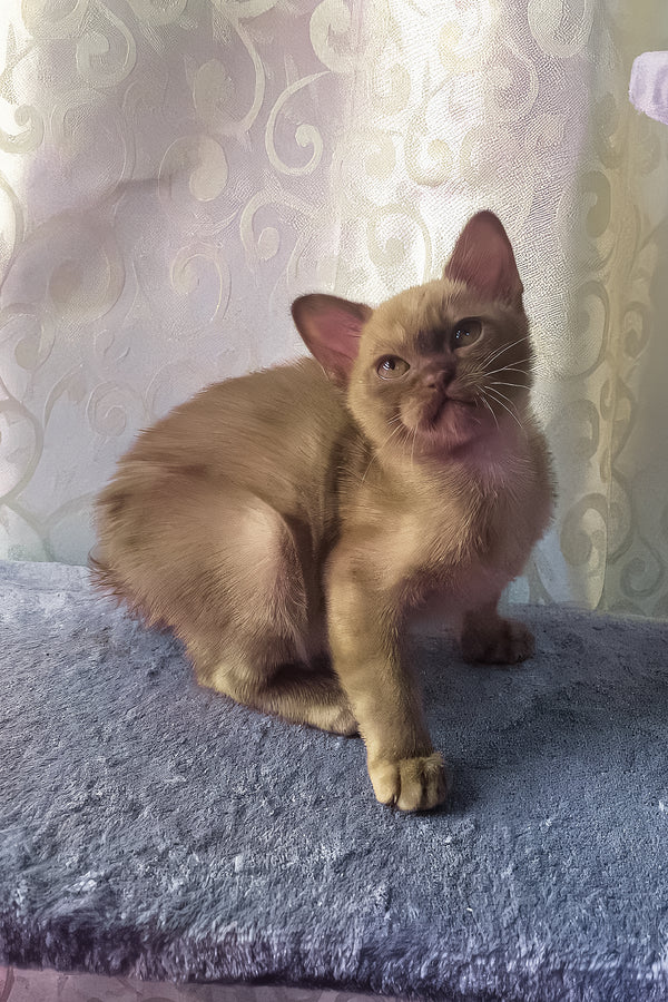 Graf | Burmese Kitten