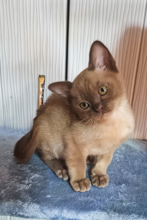 Graf | Burmese Kitten