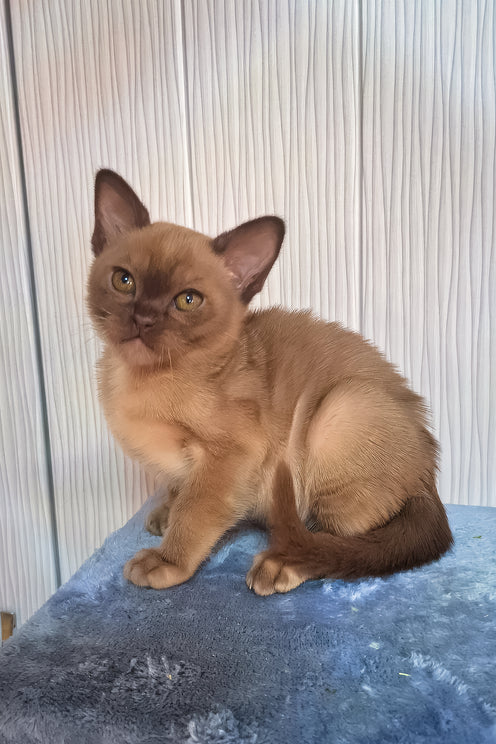 Graf | Burmese Kitten