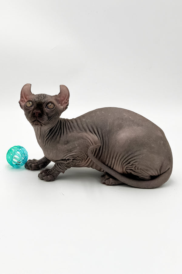 Harrison | Elf Sphynx Kitten