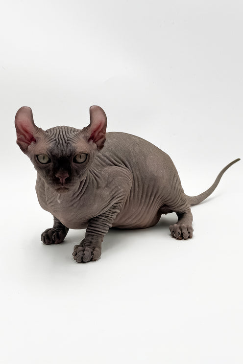 Harrison | Elf Sphynx Kitten