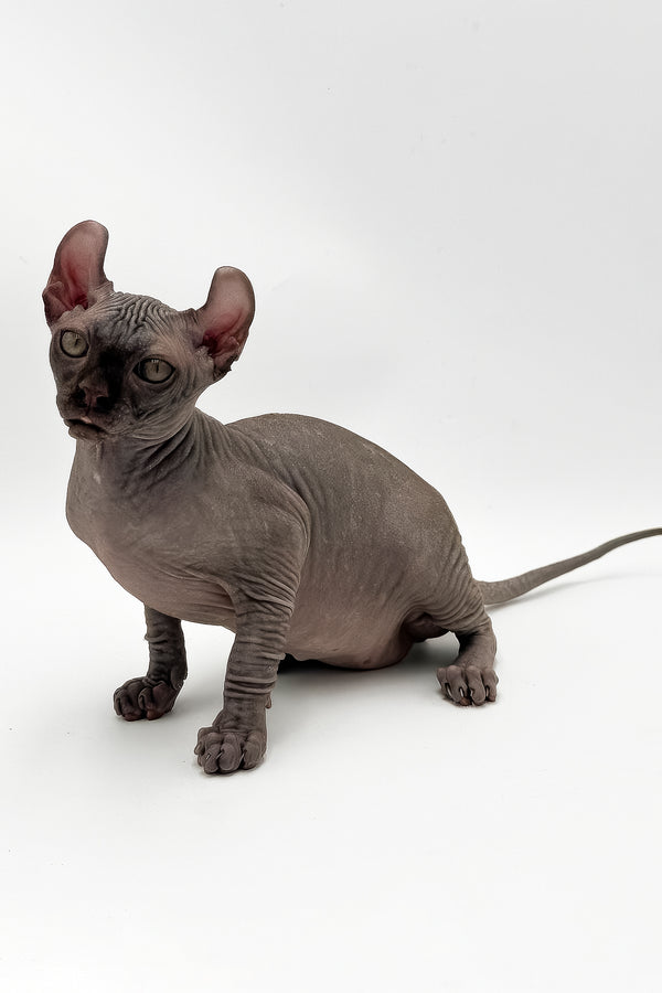 Harrison | Elf Sphynx Kitten