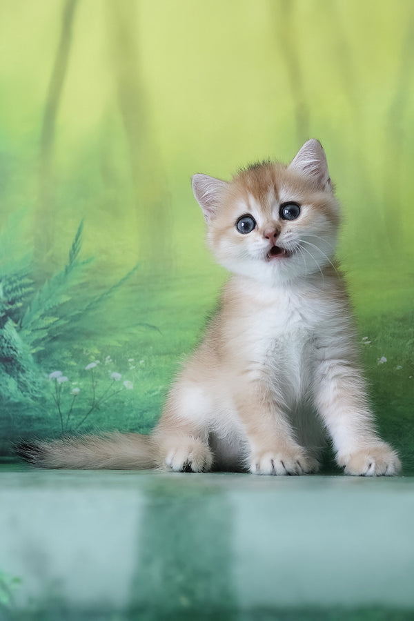 Hasan | British Shorthair Kitten