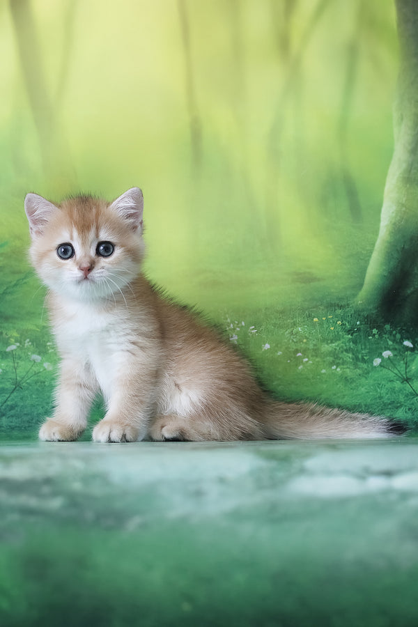 Hasan | British Shorthair Kitten