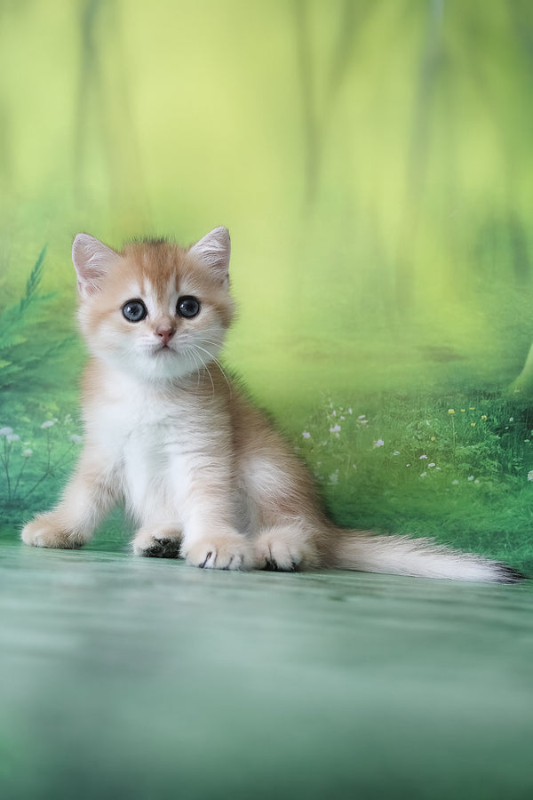 Hasan | British Shorthair Kitten