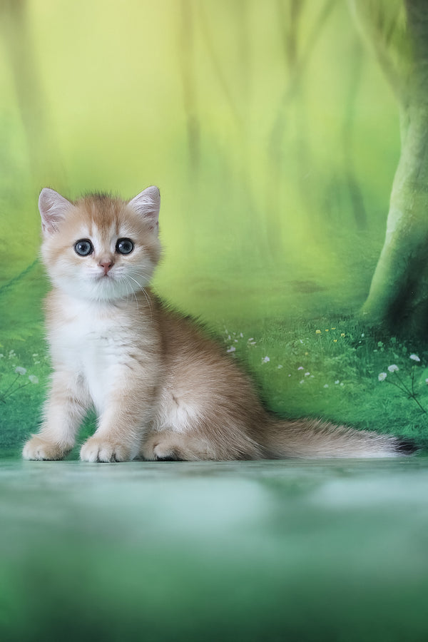 Hasan | British Shorthair Kitten