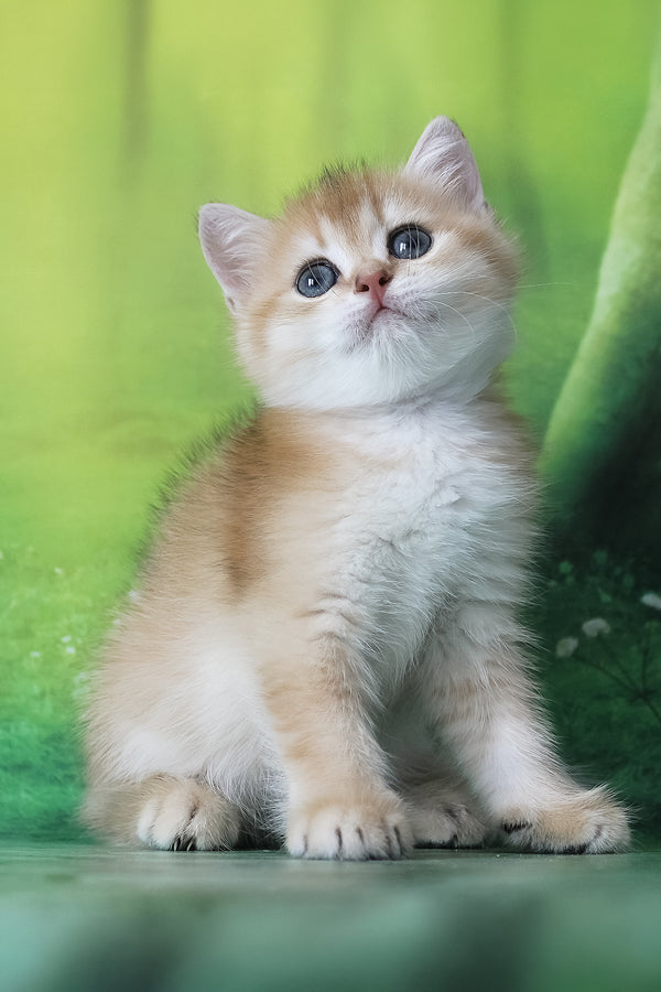Hasan | British Shorthair Kitten