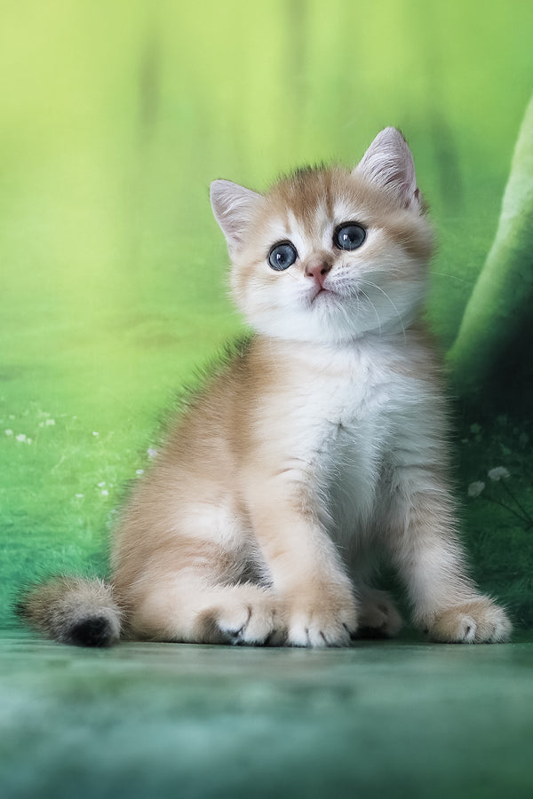 Hasan | British Shorthair Kitten