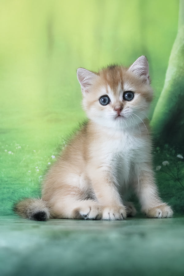 Hasan | British Shorthair Kitten