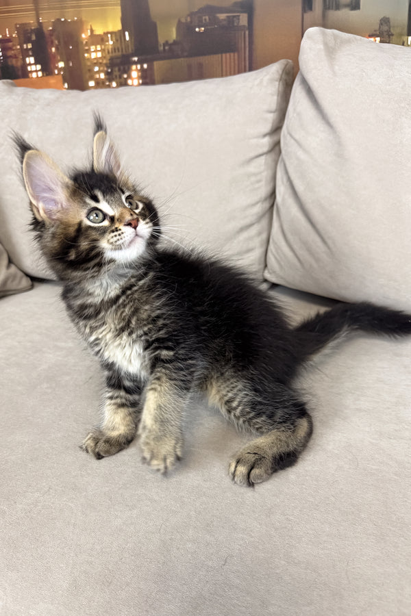 Hector | Maine Coon Kitten