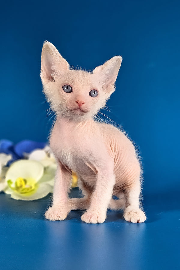 Hermes | Lykoi Kitten