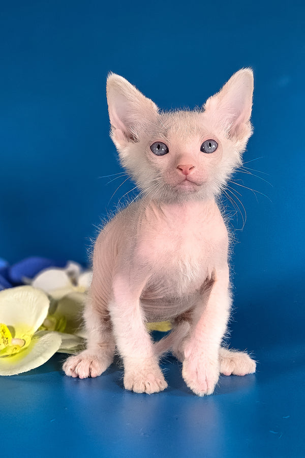 Hermes | Lykoi Kitten