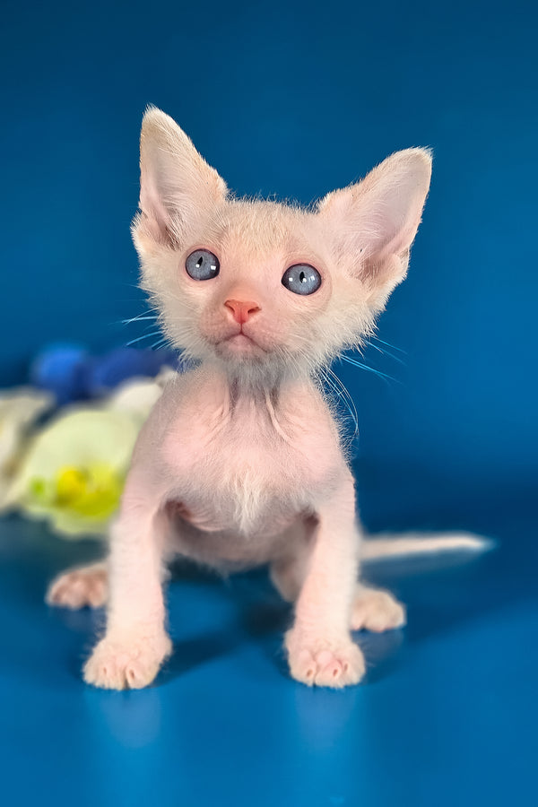 Hermes | Lykoi Kitten