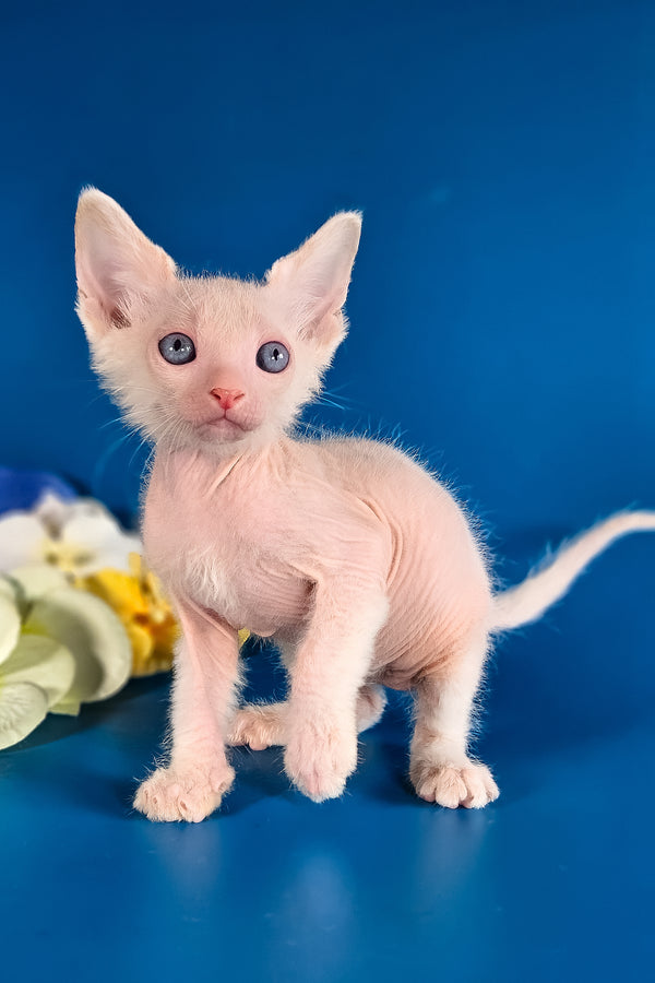 Hermes | Lykoi Kitten