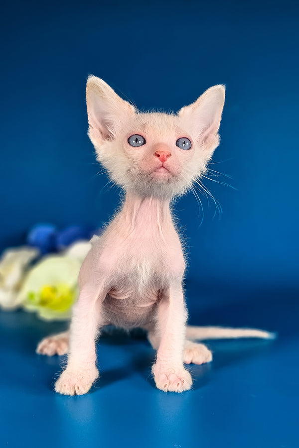 Hermes | Lykoi Kitten