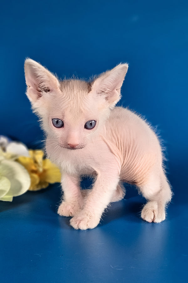 Hermes | Lykoi Kitten