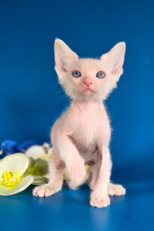 Hermes | Lykoi Kitten