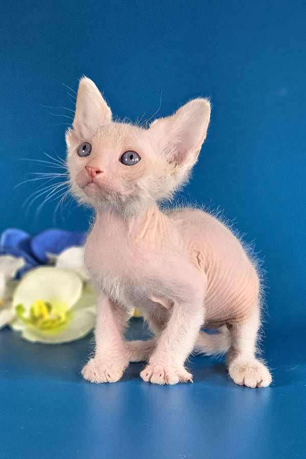 Hermes | Lykoi Kitten
