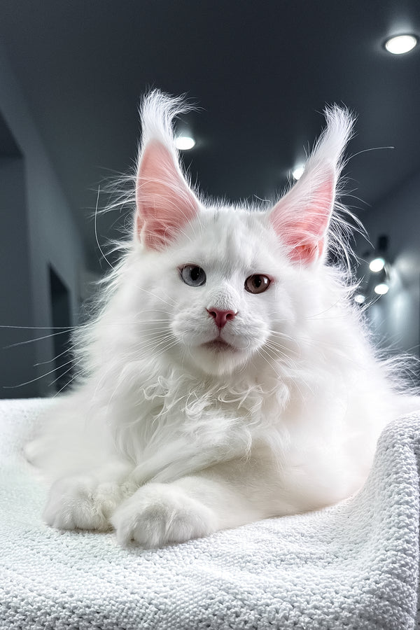 Hightower | Maine Coon Kitten