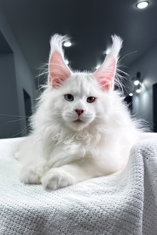 Hightower | Maine Coon Kitten